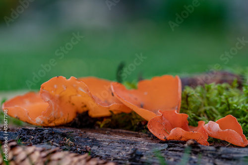 Aleuria aurantia fungus, also known as the orange peel mushroom. Grows in forest ground. photo