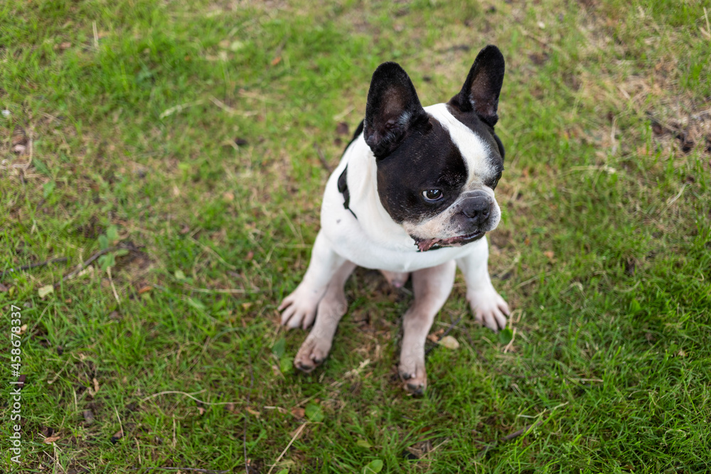 moody french bulldog outdoor seats on the grass