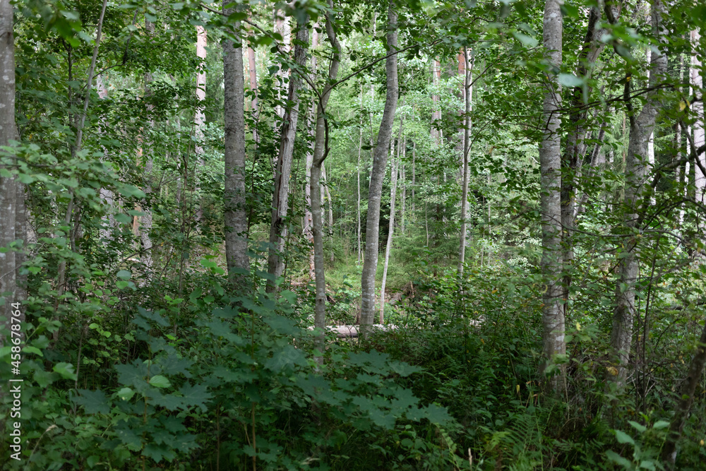 Obraz premium Beautiful background. Swampy impenetrable forest. Sun glare