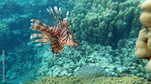 Lion Fish in the Red Sea. © Vitalii6447
