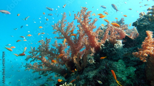 Fototapeta Naklejka Na Ścianę i Meble -  Coral gardens in the Red Sea.