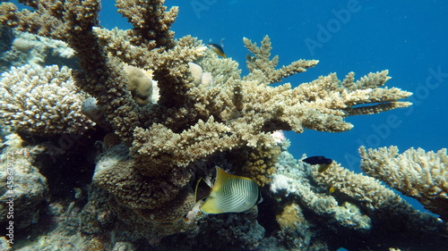 Beautiful coral reefs of the Red Sea.    © Vitalii6447