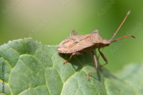 bug on a green leaf © Matthieu