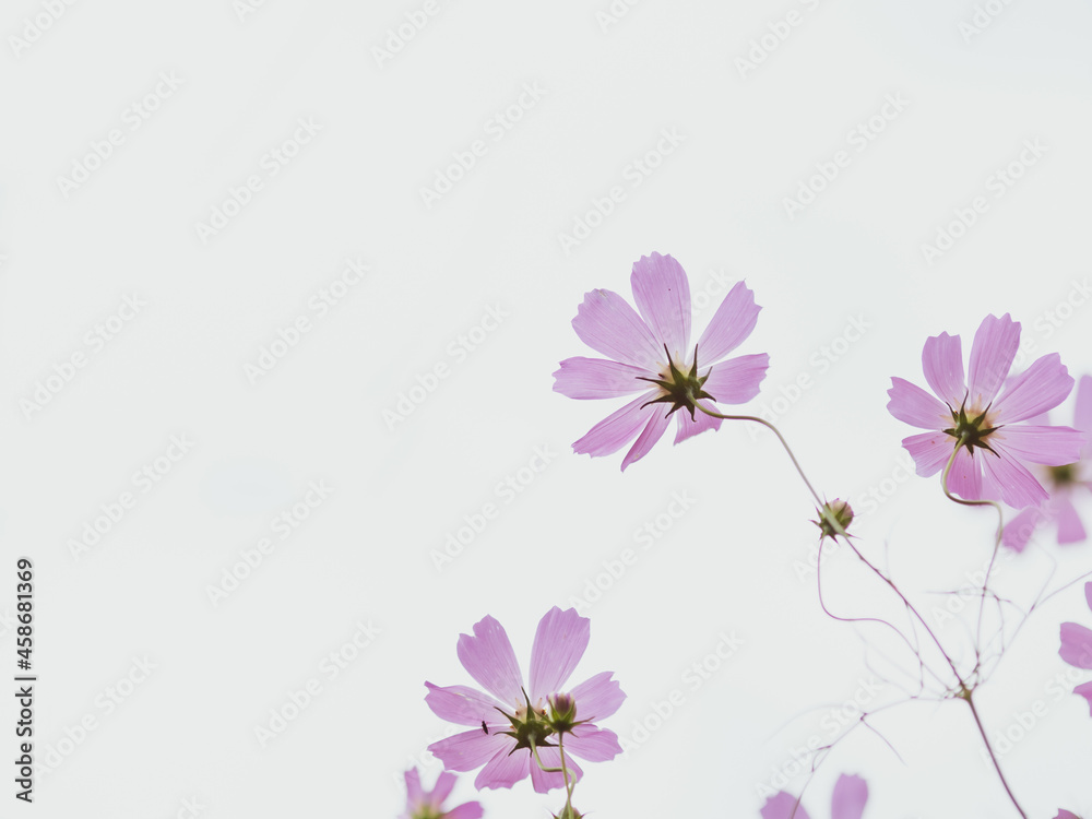 Naklejka premium 淡いコスモスの花たち