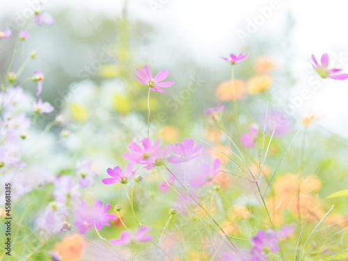 淡いコスモスの花たち © 正人 竹内