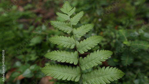Close up of a fern leaf in the garden