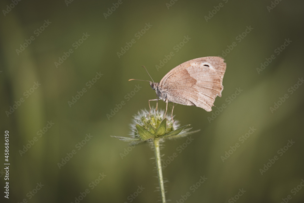 Obraz premium Schmetterling