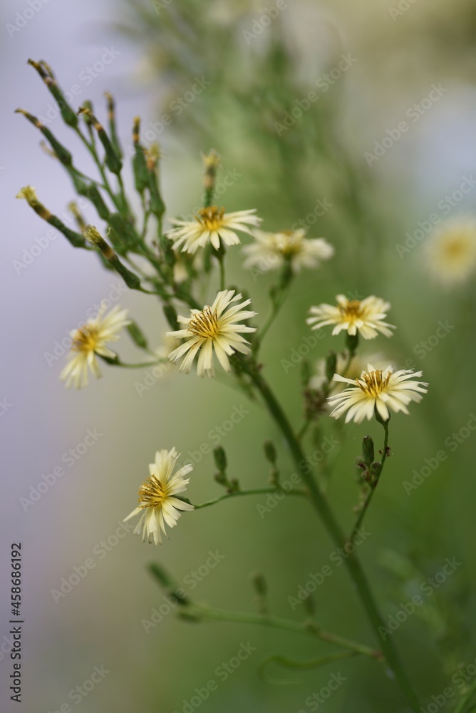 Fototapeta premium Lactuca indica flowers. Asteraceae plants. The flowering season is from August to November.