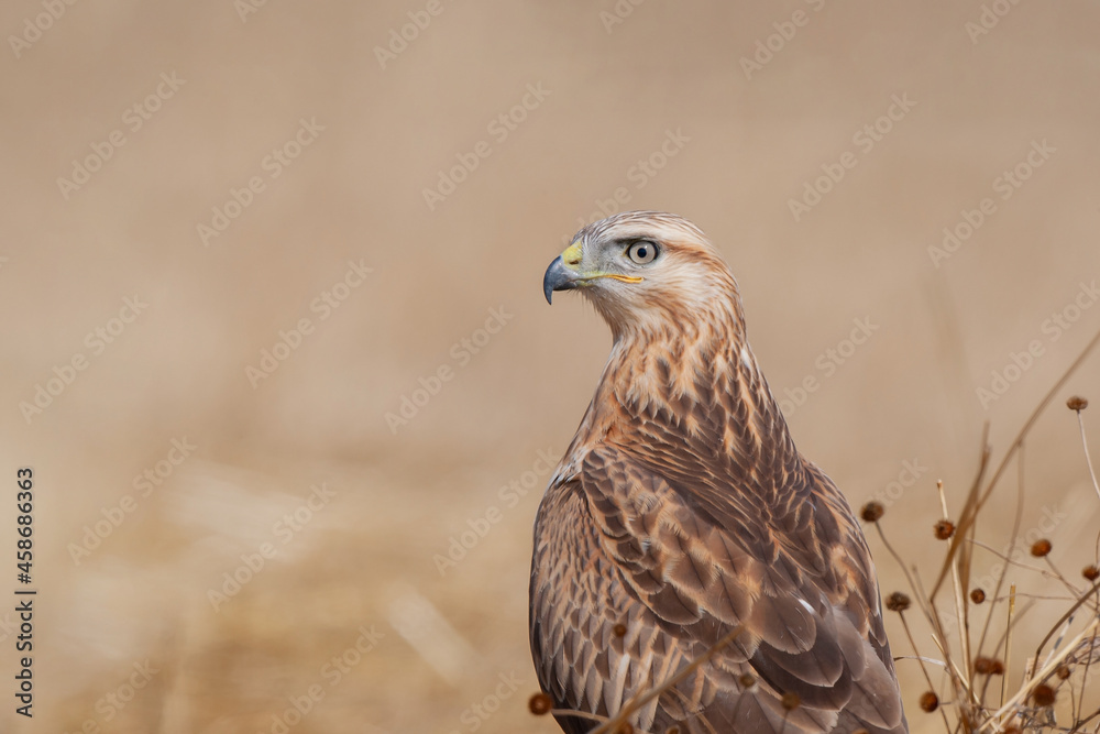 Back profile of long-legged hawk (Buteo rufinus) perched in grass. Back profile of long-legged hawk (Buteo rufinus) perched in grass.