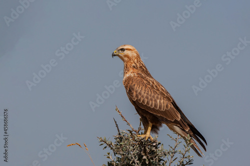 Side profile of a long-legged hawk (Buteo rufinus) perched on a tree. © Ali Tellioglu