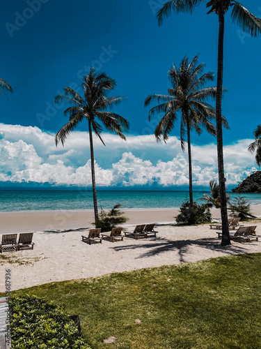 trees on the beach