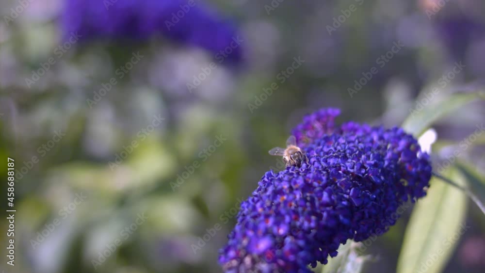 European Honey Bee Pollinating Purple Buddleia Flower European Honey Bee Pollinating Purple Buddleia Flower