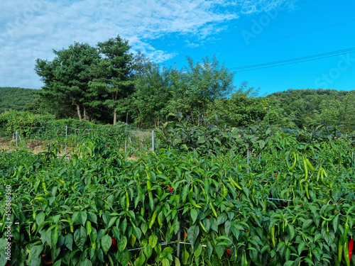 summer rural pepper field scenery.
