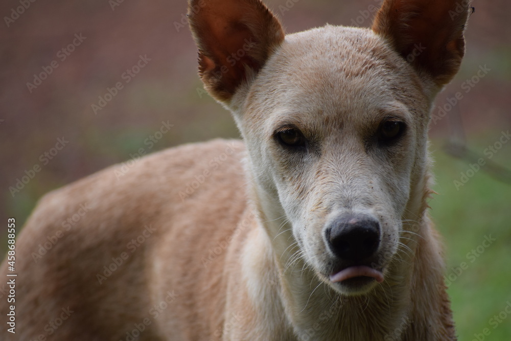 Obraz premium close up of a dog