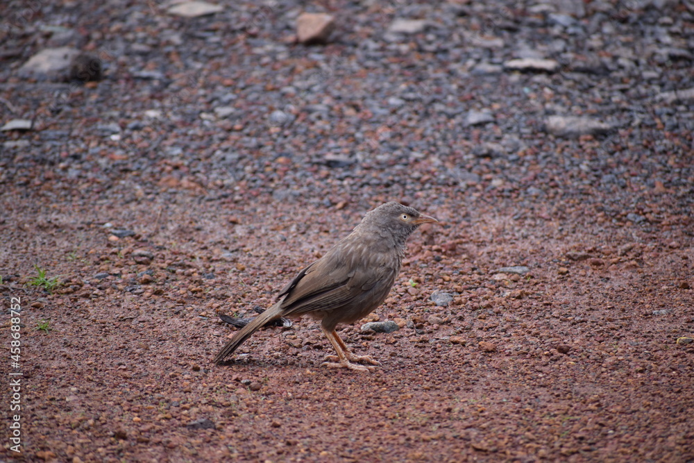 Obraz premium brown bird