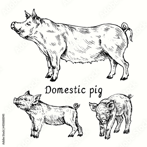 Pig (sow) standing and couple piglets side view. Ink black and white doodle drawing in woodcut style.