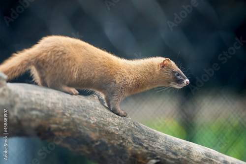 Siberian weasel (Mustela sibirica) or kolonok is a medium-sized weasel native to Asia. Weasel builds its nest inside fallen logs. Wild animal on a tree log. Close up portrait in natural environment photo