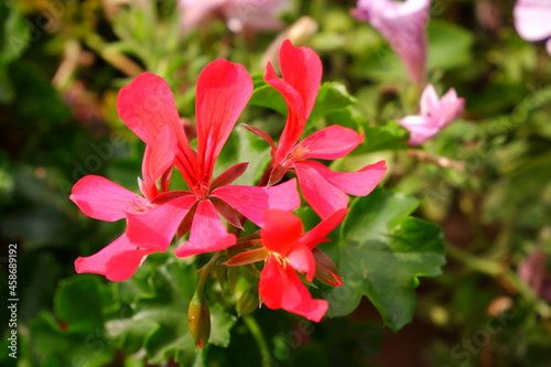 Pink flowers. Plants. Suitable for background