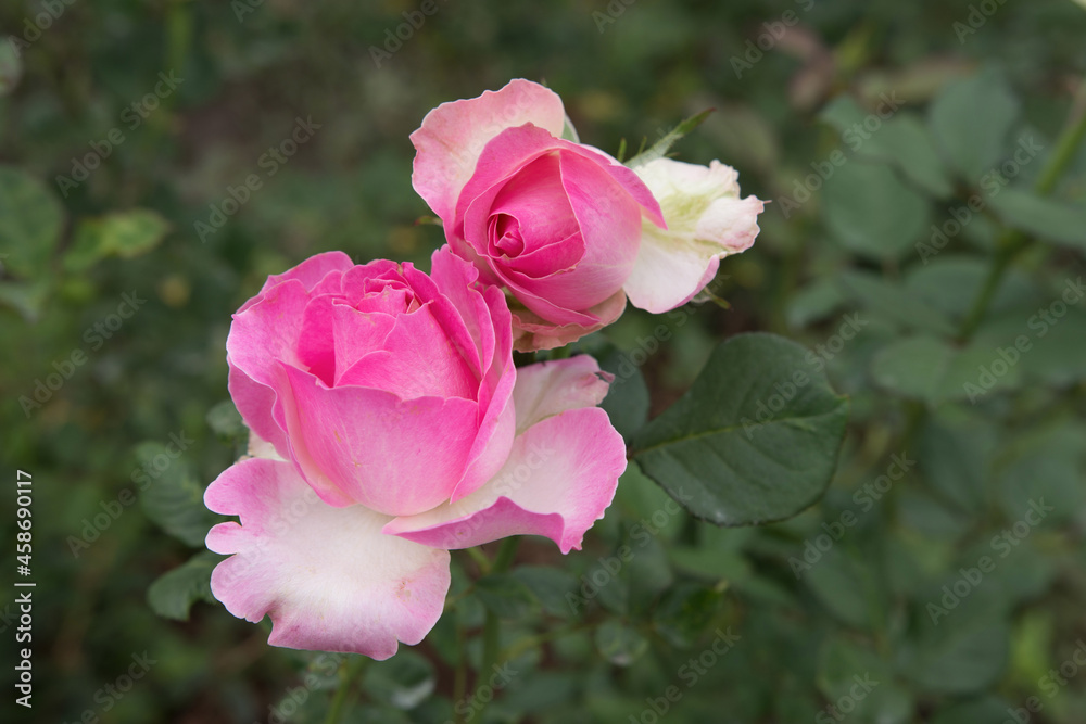 Close-up of pink roses flowers in the garden, on green leaves blurry background.