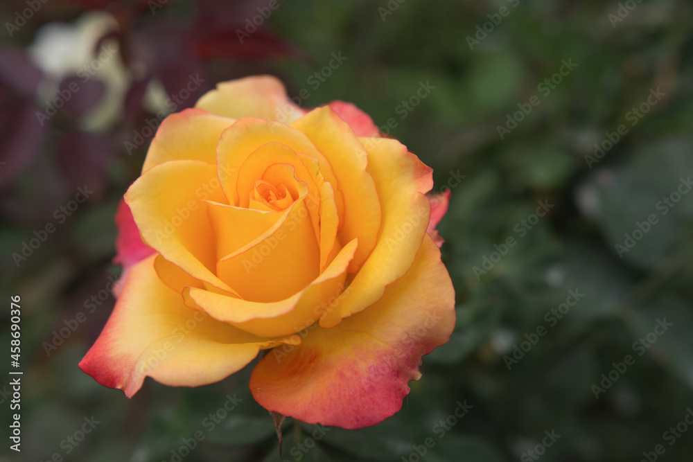 Rose flowering in roses garden, on green leaves, blur background. Rose flowering in roses garden, on green leaves, blur background.