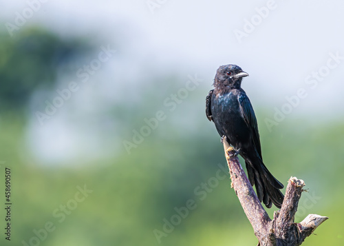 Black Drango sitting on tree