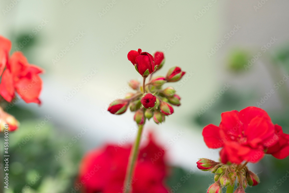 Blumen in der Natur - Vielfalt genießen