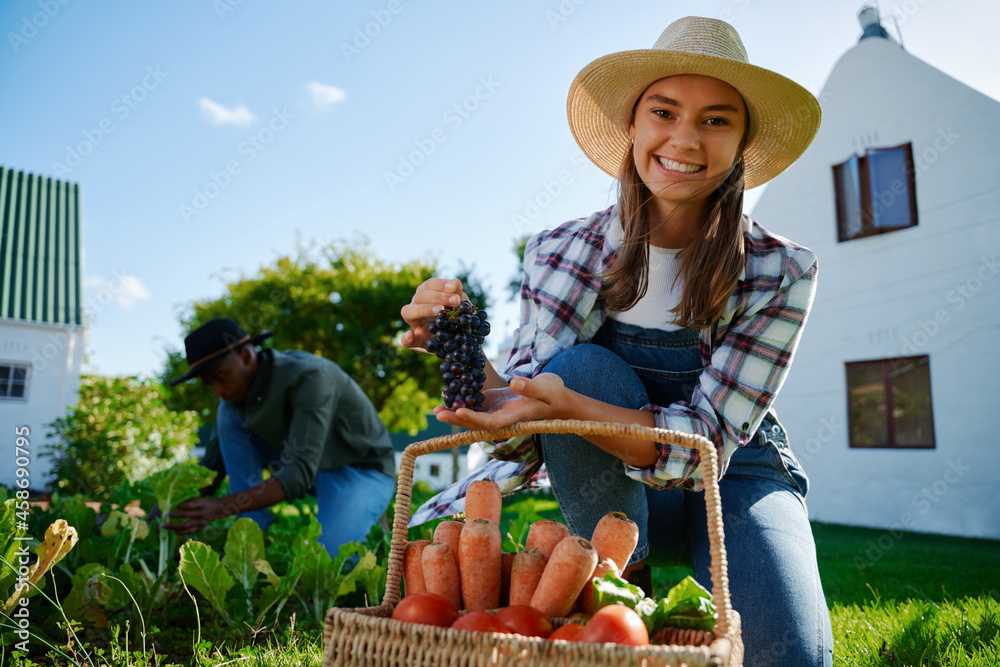 Fototapeta premium Caucasian female farmer picking fresh vegetables and putting into basket 