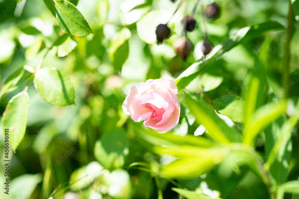 Blumen in der Natur - Vielfalt genießen Blumen in der Natur - Vielfalt genießen