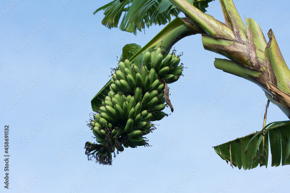custom made wallpaper toronto digitalUnripe bananas on a tree with a blue sky background.