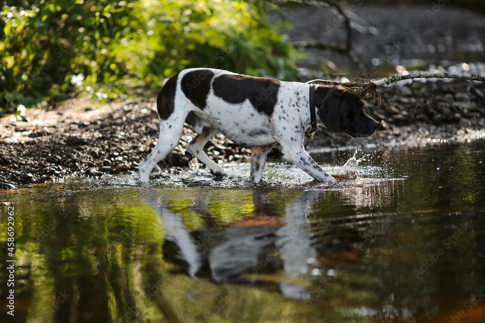 Dog english pointer