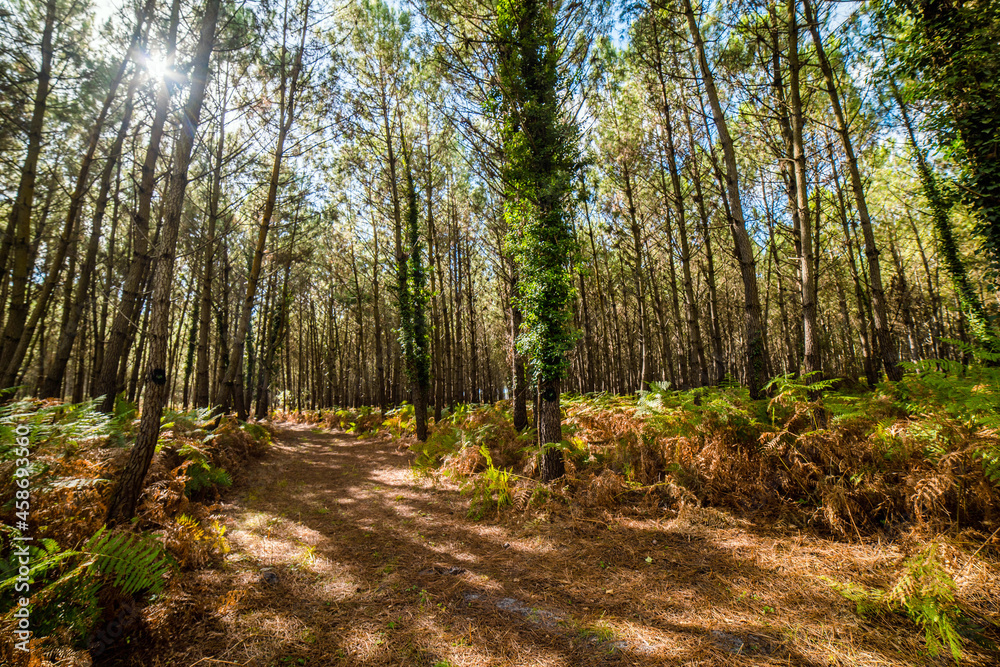beautiful forest landscape in the south west of France beautiful forest landscape in the south west of France