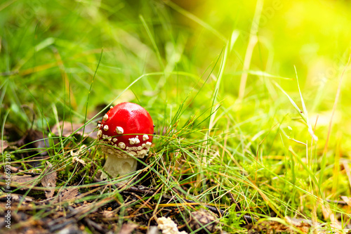 small toadstool, Amanita Muscaria, poisonous mushroom in sunny day in natural forest background. autumn harvest, closeup