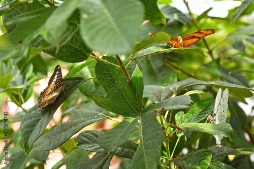 An orange and a yellow butterfly on green leaves photo