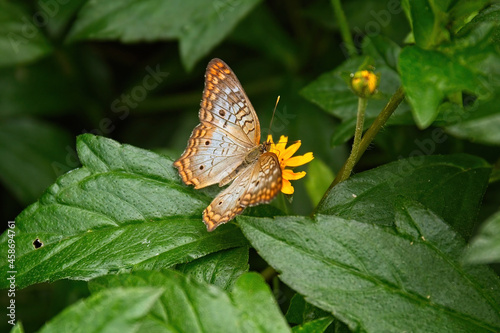 Brown butterfly on a yellow flower photo