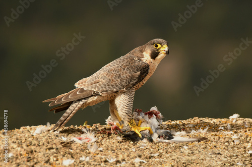 Halcon peregrino con presa en su comedero habitual