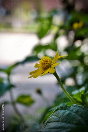 yellow flower on a green background