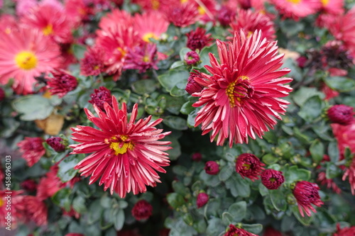 2 red and yellow flowers of Chrysanthemums with droplets of water in October