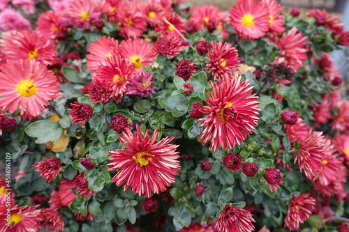 Buds and red and yellow flowers of Chrysanthemums with droplets of water in October