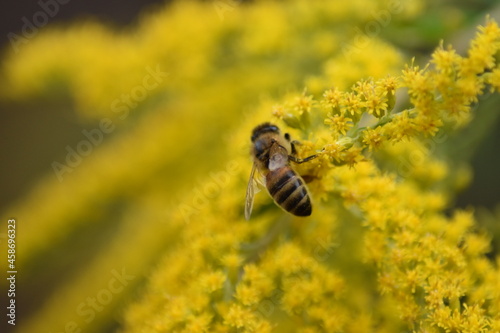 A bee collects nectar and pollen from yellow Goldenrod flowers close-up © Aleksandr Kostin