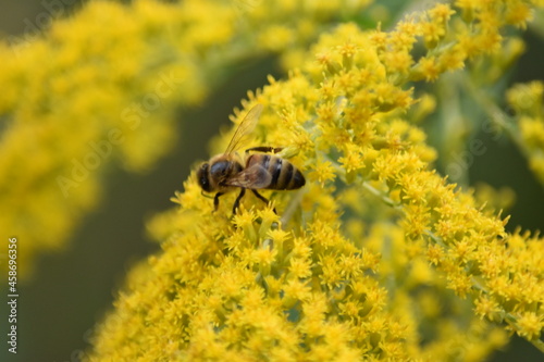 A bee collects nectar and pollen from yellow Goldenrod flowers close-up