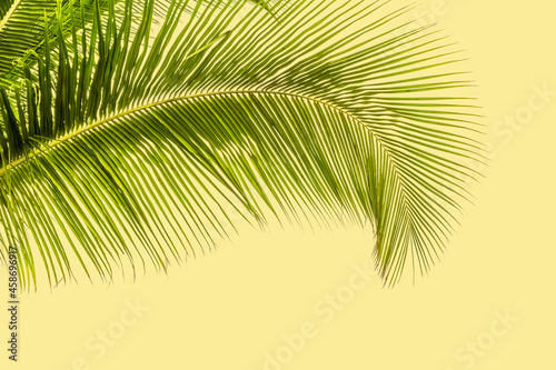 palme courbe © Unclesam