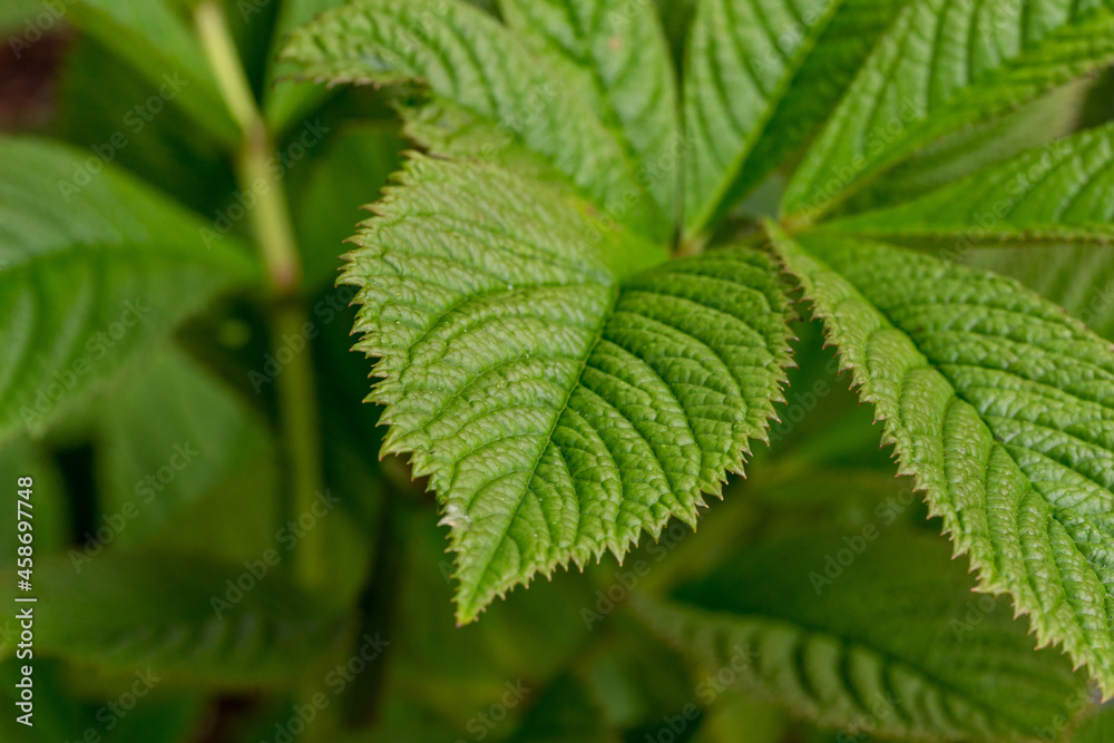 Rodgersia pinnata fingered rodgersia leaf detail Rodgersia pinnata fingered rodgersia leaf detail