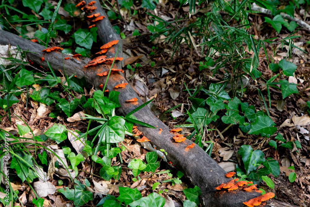 Naturally grown orange poisonous mushroom Naturally grown orange poisonous mushroom