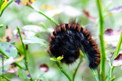 Close up of the Woolly bear caterpillar of the garden tiger moth or great tiger moth Arctia caja scared by predator curled in a ball on the ground. photo