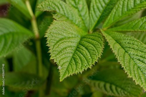 Rodgersia pinnata fingered rodgersia leaf detail