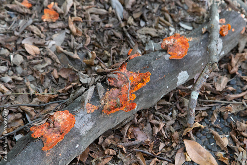 Naturally grown orange poisonous mushroom