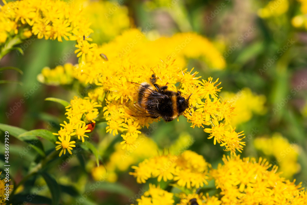 Bumblebee Bombus pascuorum on a yellow flower in summer Bumblebee Bombus pascuorum on a yellow flower in summer