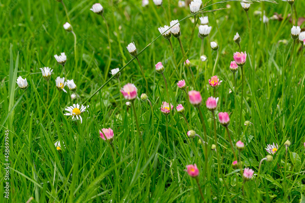 Fototapeta premium daisy flowers on meadow in german summer2