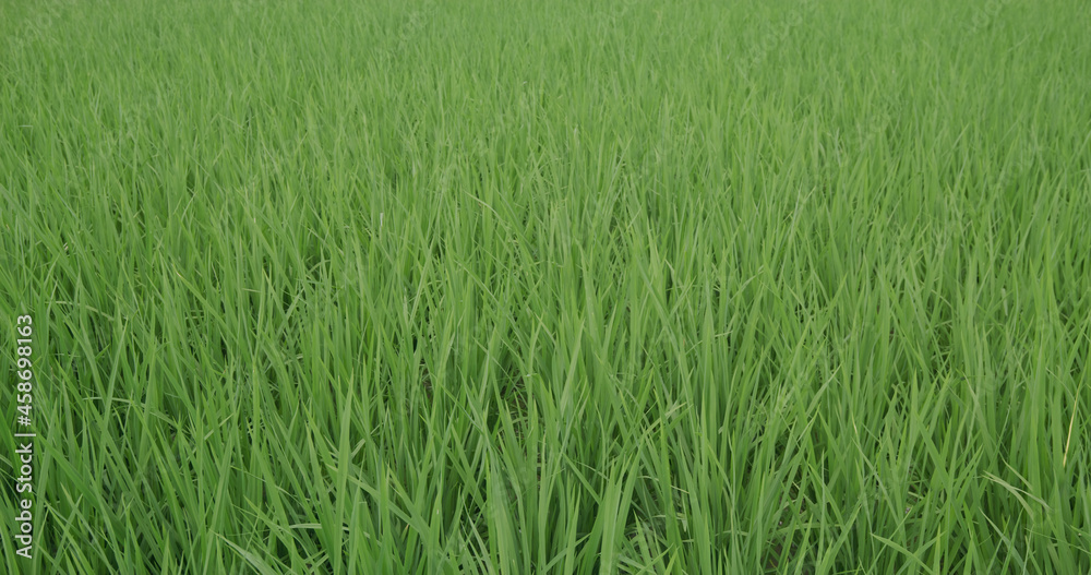 Paddy rice on the field