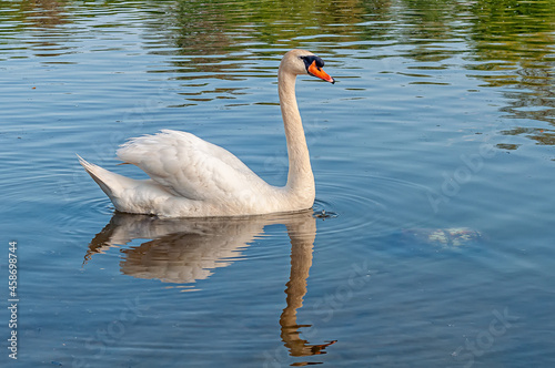 Swan On a river in Serbia. A close up of a Swan in river